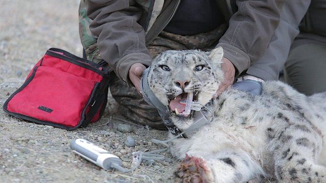 Tracking And Protecting Mongolia S Snow Leopard Bbc News