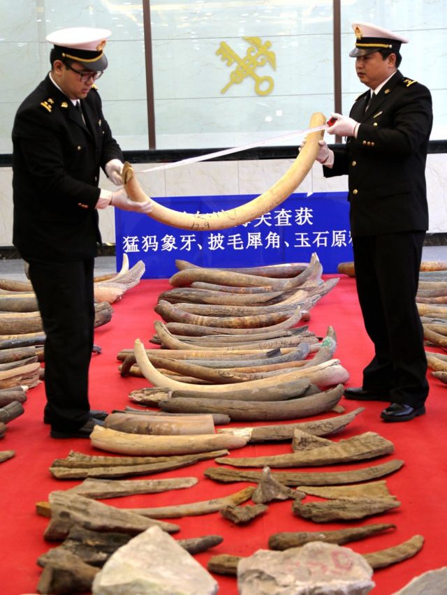Picture of mammoth tusks seized in Heilongjiang province in China on 11 April 2017