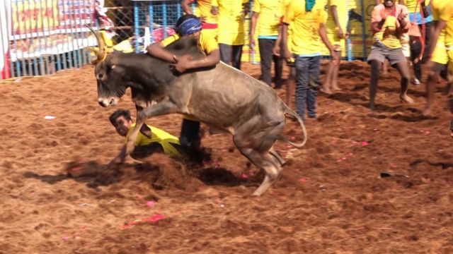 The bull who tends to brush one off and free himself from the other