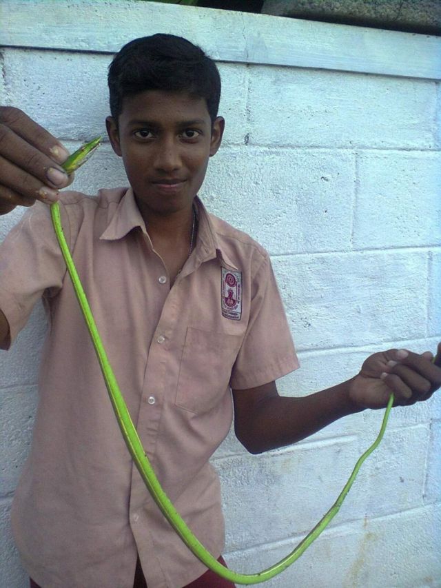 சாம்சன் கிருபாகரன்