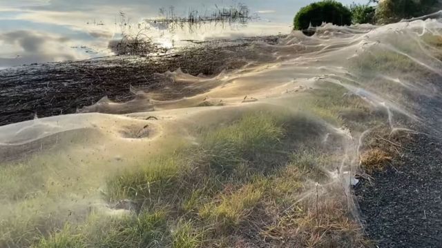 Avustralya Da Sel Bolgesini Dev Orumcek Aglari Kapladi Bbc News Turkce