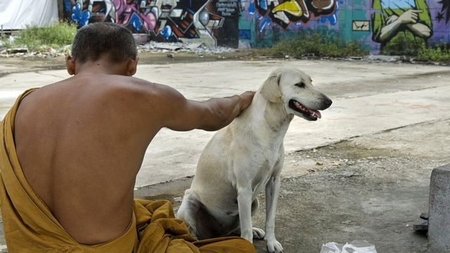 Thailande Un Chien Heros Pour Avoir Sauve Un Bebe c News Afrique