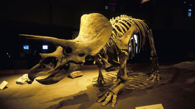 Esqueleto de triceratops