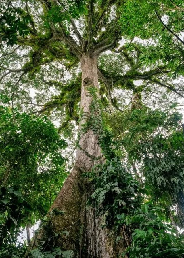 Trees in the Amazon