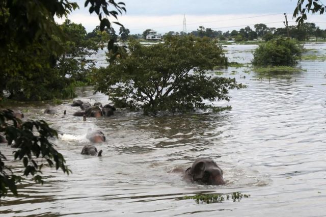 Elefantes cruzan un río