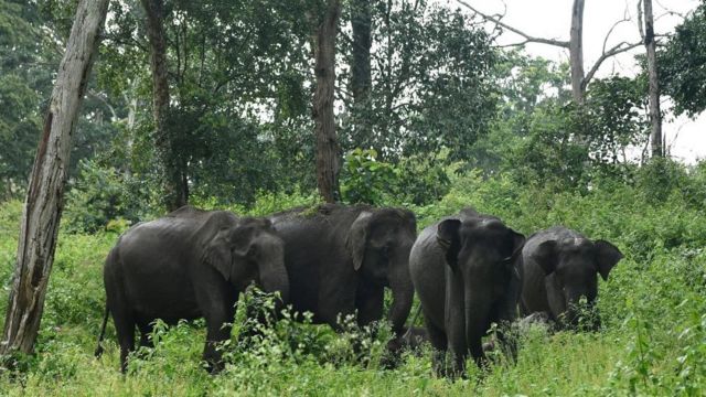 யானைகள்