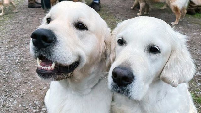 Golden Retriever Puppies