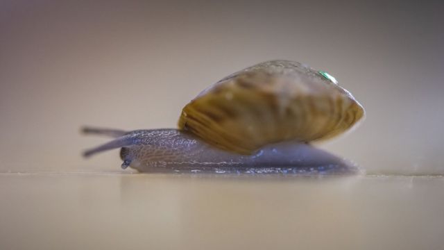 Greater Bermuda land snail