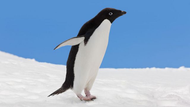 Pingüino adelaida