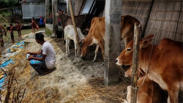 গবাদিপশু নিয়েও বিপদে রয়েছেন বন্যা কবলিত এলাকার মানুষ।