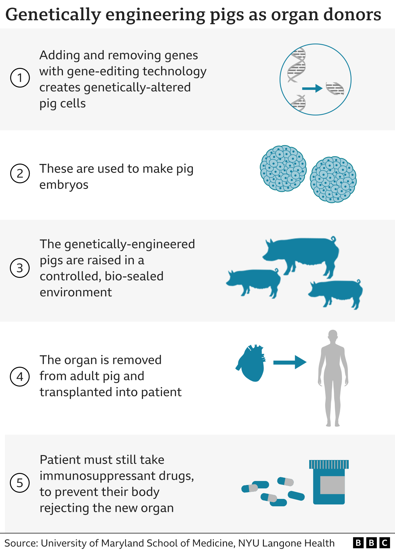 BBC News graphic showing processes involved in using genetically modified pig organs in humans