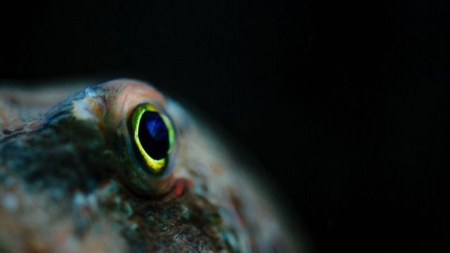 Primer plano de un pulpo nadando en el mar.