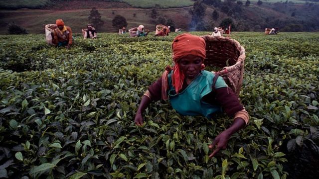 Kenya'da çay toplamaya devam ediliyor.