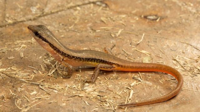 பல்லிகள்