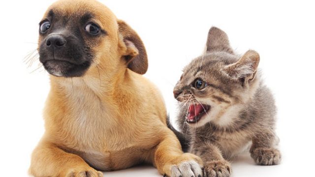 Battle of the pets: Are cats or dogs smarter? - study - The Jerusalem Post
