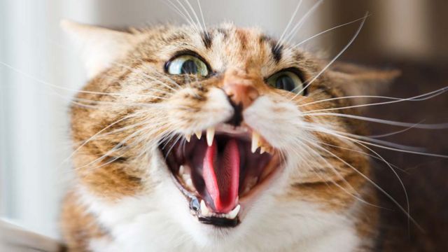 An angry cat (stock photo)