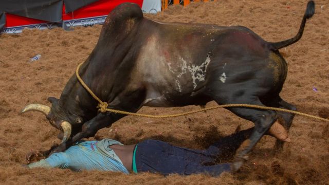 ஜல்லிக்கட்டு போட்டிகளில் மரணங்கள் தொடர்வது ஏன்?