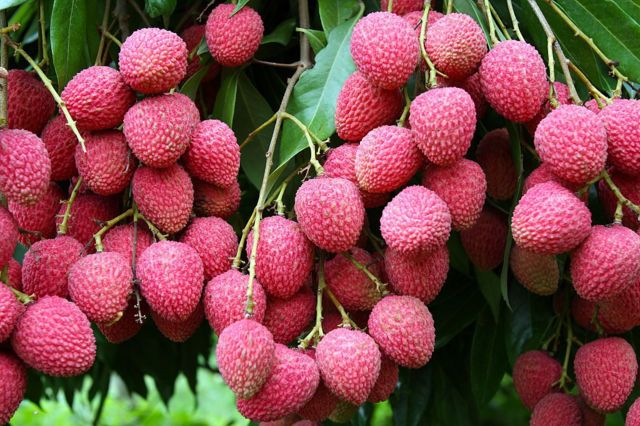 দিনাজপুরের লিচু।