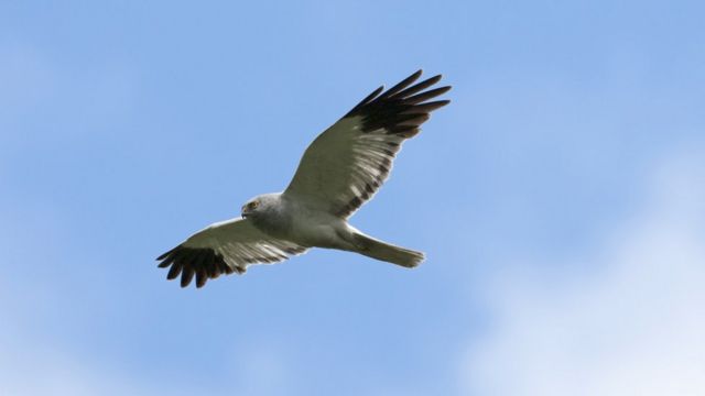 Hen Harrier  British Bird Of Prey Centre Wales