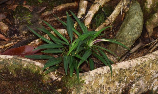 Lagenandra erosa