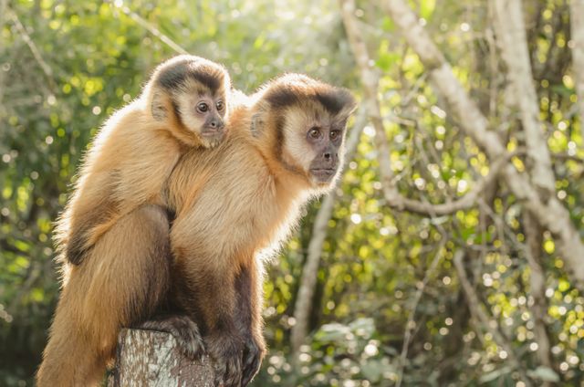 Macaco-prego com filhote nas costas