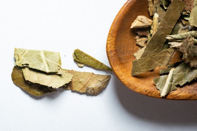 Hoja de níspero usada en la medicina tradicional oriental.