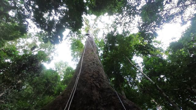 Los secretos de Menara, el gigante de los bosques tropicales (y por qué no hay  árboles tan altos en la Amazonía) - BBC News Mundo