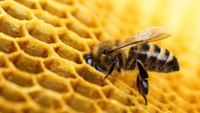 عسل و ترکیبات گیاهی موجود در آن، انواع فواید سلامتی را به زنبور عسل می‌بخشد