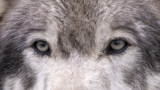 Серый волк картинки