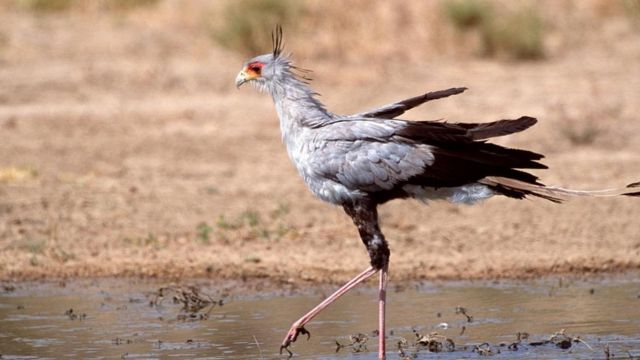 貌似可愛柔弱實則令人生畏的動物 c 英伦网