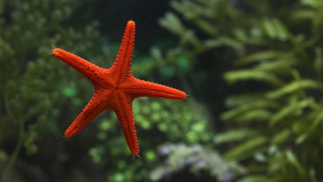 Study reveals location of starfish's head