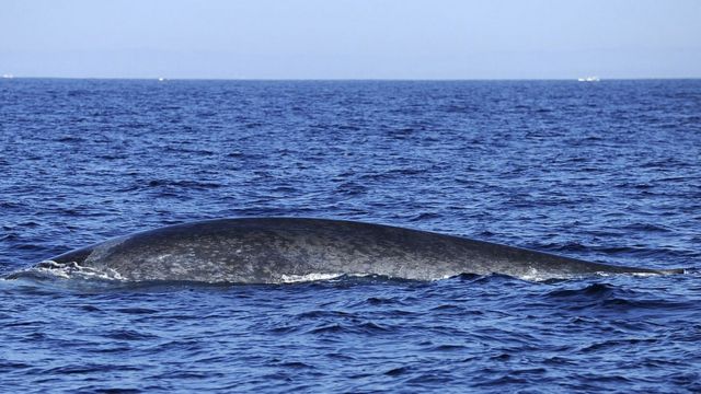 اكبر حيوان بحري في العالم