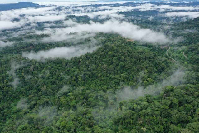 La selva tropical en Ecuador