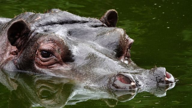 Coronavírus e pets: veja perguntas e respostas sobre cuidados com animais  de estimação, Coronavírus