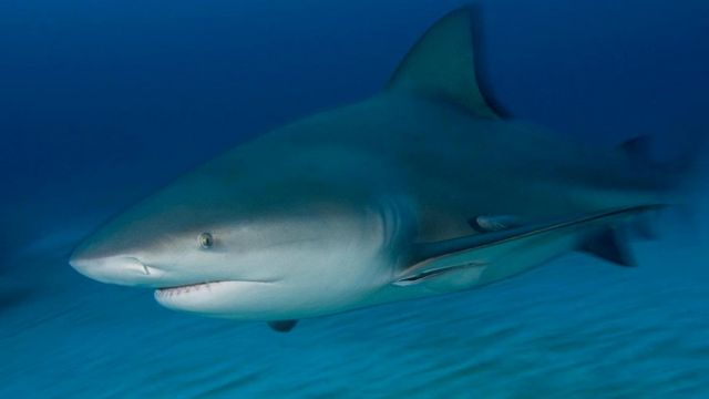 Самые страшные акулы в мире?