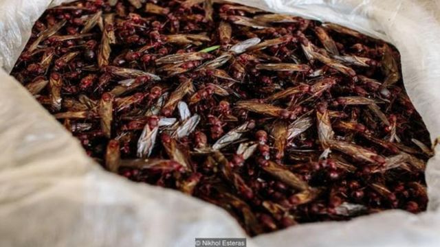 Chicatanas, el inusual ingrediente de la comida mexicana que cae del cielo  - BBC News Mundo