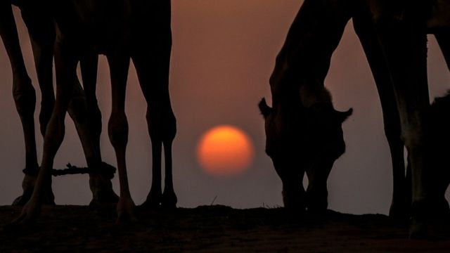 Верблюды пасутся на закате, перед восходом суперлуны неподалеку от Дубая