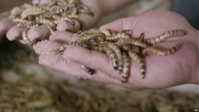 Click Minyak Goreng Dari Ulat Hingga Robot Sekecil Kapsul Teknologi Yang Menjadi Solusi Bbc News Indonesia