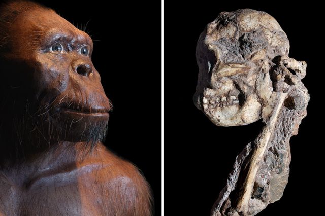 Une représentation artistique de Little Foot