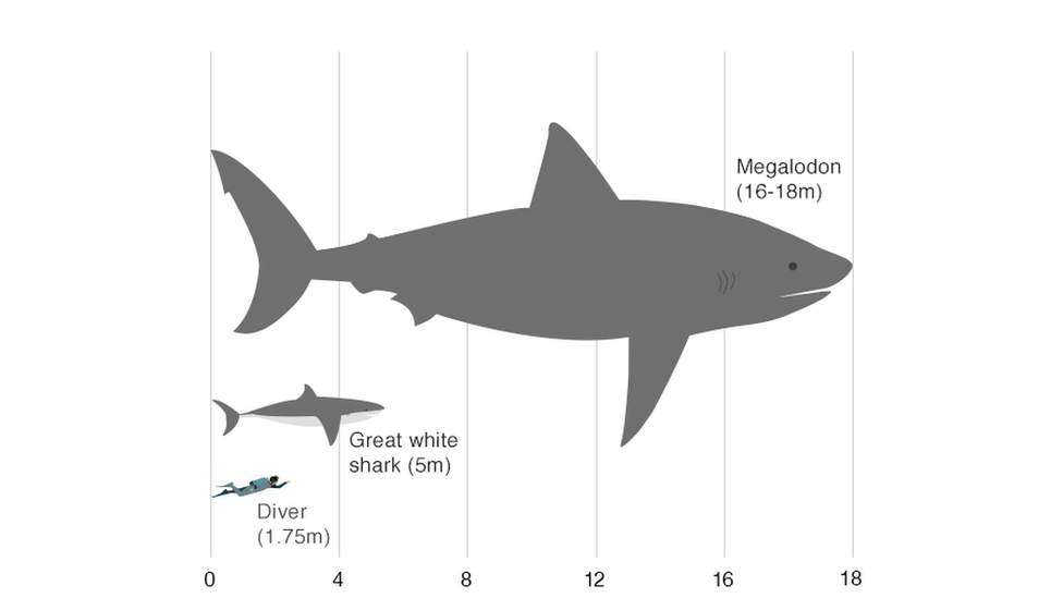 Сравнение размеров мегалодона с большой белой акулой и человеком (шкала в метрах)