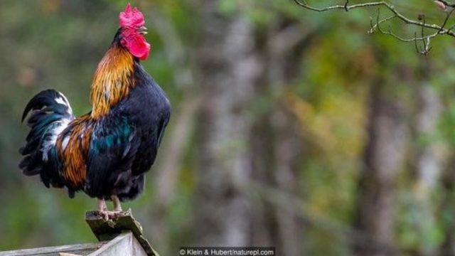 O que faz as galinhas felizes? Ninguém tem certeza - 15/01/2019