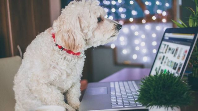 Cachorro sentado em frente a tela de laptop