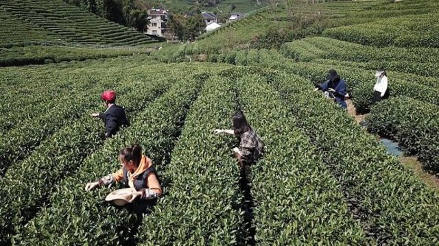 Çinin şərqindəki Xançjou şəhəri yaxınlığında çay plantasiyasında yeni məhsul toplanır.
