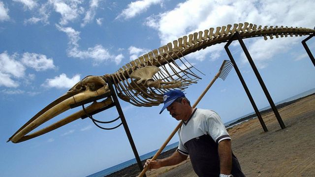 Esqueleto de ballena