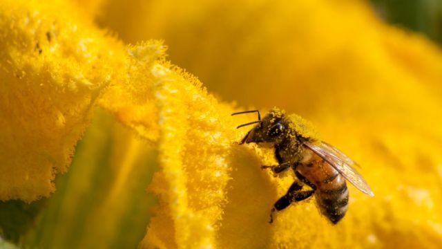 人類のせいで 動植物100万種が絶滅危機 国連主催会合 cニュース