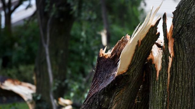 Árvore destruída após ser atingida por raio
