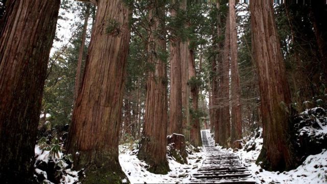 雪松林