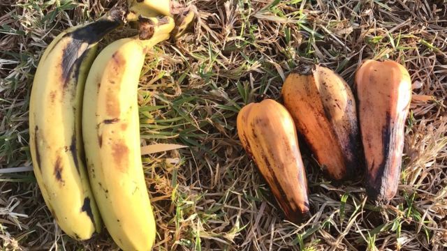 À esq., banana e à dir., o ensete, chamada de falsa banana