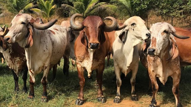 Vacas Gir na Fazenda do Basa, nos arredores de Juiz de Fora (MG)