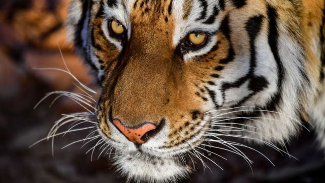 Texas Tigers – A Naturalist's Journey